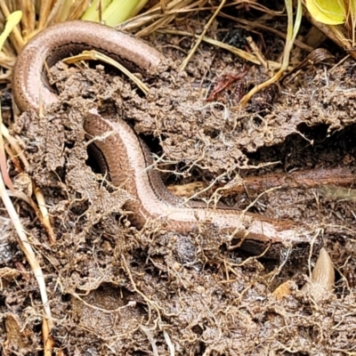 Hemiergis talbingoensis (Eastern Three-toed Earless Skink) at O'Connor, ACT - 25 Nov 2021 by trevorpreston