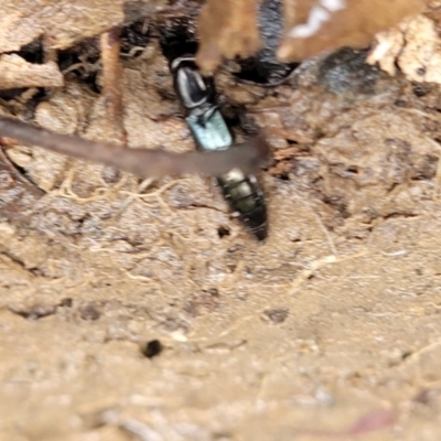 Thyreocephalus sp. (genus) (Rove beetle) at O'Connor, ACT - 25 Nov 2021 by trevorpreston