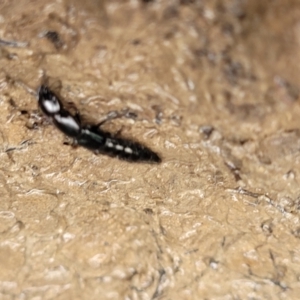 Thyreocephalus sp. (genus) at O'Connor, ACT - 25 Nov 2021 01:45 PM