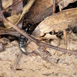 Thyreocephalus sp. (genus) at O'Connor, ACT - 25 Nov 2021 01:45 PM