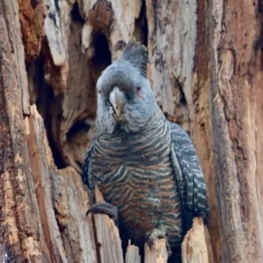 Callocephalon fimbriatum (Gang-gang Cockatoo) at Hughes, ACT - 25 Nov 2021 by LisaH