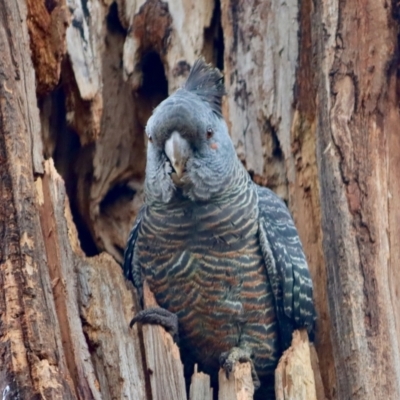 Callocephalon fimbriatum (Gang-gang Cockatoo) at Hughes, ACT - 25 Nov 2021 by LisaH