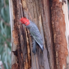 Callocephalon fimbriatum at Hughes, ACT - 25 Nov 2021