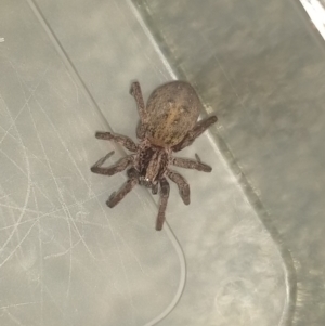 Mituliodon tarantulinus at Greenleigh, NSW - 23 Nov 2021