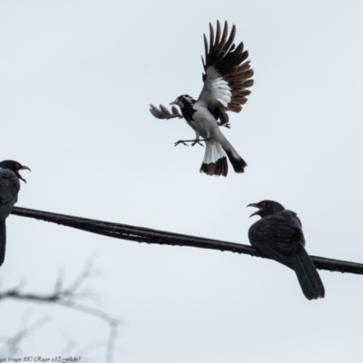 Eudynamys orientalis (Pacific Koel) at Macgregor, ACT - 25 Nov 2021 by Roger