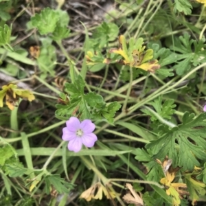 Geranium solanderi at Cotter River, ACT - 23 Nov 2021