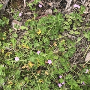 Geranium solanderi at Cotter River, ACT - 23 Nov 2021