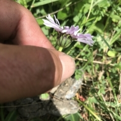 Brachyscome decipiens at Cotter River, ACT - 23 Nov 2021