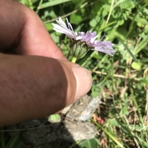 Brachyscome decipiens at Cotter River, ACT - 23 Nov 2021