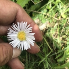 Brachyscome decipiens at Cotter River, ACT - 23 Nov 2021