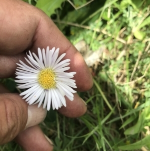 Brachyscome decipiens at Cotter River, ACT - 23 Nov 2021