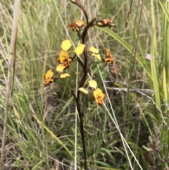 Diuris semilunulata (Late Leopard Orchid) at Namadgi National Park - 23 Nov 2021 by BrianH