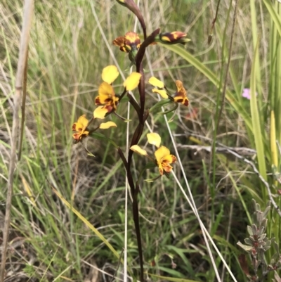 Diuris semilunulata (Late Leopard Orchid) at Cotter River, ACT - 23 Nov 2021 by BrianH