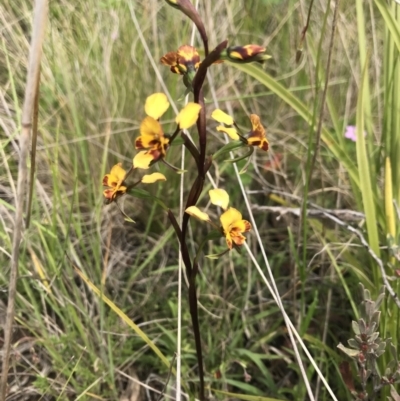 Diuris semilunulata (Late Leopard Orchid) at Namadgi National Park - 23 Nov 2021 by BrianH