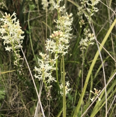 Stackhousia monogyna (Creamy Candles) at Cotter River, ACT - 23 Nov 2021 by BrianH