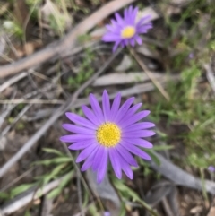 Calotis scabiosifolia var. integrifolia at Cotter River, ACT - 23 Nov 2021 03:13 PM