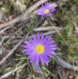 Calotis scabiosifolia var. integrifolia at Cotter River, ACT - 23 Nov 2021 03:13 PM