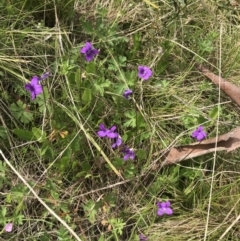 Viola betonicifolia (Mountain Violet) at Namadgi National Park - 23 Nov 2021 by BrianH