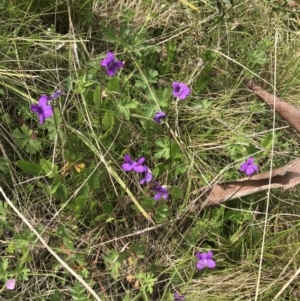 Viola betonicifolia at Cotter River, ACT - 23 Nov 2021