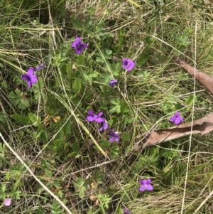 Viola betonicifolia at Cotter River, ACT - 23 Nov 2021 03:30 PM