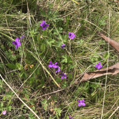 Viola betonicifolia (Mountain Violet) at Namadgi National Park - 23 Nov 2021 by BrianH