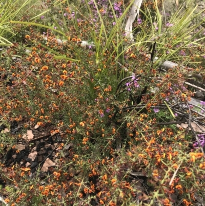 Daviesia ulicifolia (Gorse Bitter-pea) at Namadgi National Park - 23 Nov 2021 by BrianH
