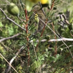 Gompholobium huegelii (Pale Wedge Pea) at Cotter River, ACT - 23 Nov 2021 by BrianH