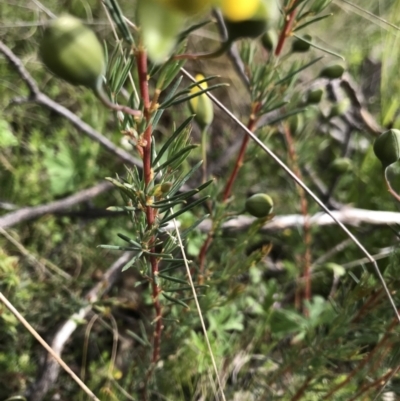 Gompholobium huegelii (Pale Wedge Pea) at Cotter River, ACT - 23 Nov 2021 by BrianH