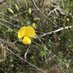 Gompholobium huegelii at Cotter River, ACT - 23 Nov 2021 03:31 PM