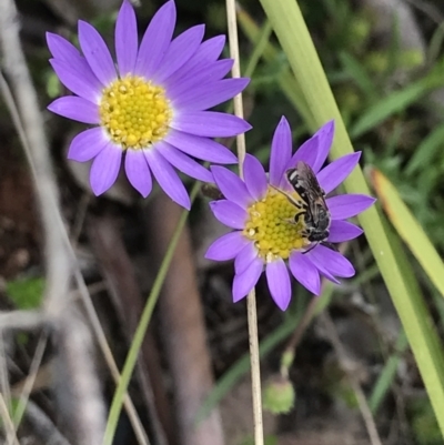 Lasioglossum (Chilalictus) sp. (genus & subgenus) (Halictid bee) at Namadgi National Park - 23 Nov 2021 by BrianH