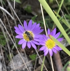 Lasioglossum (Chilalictus) sp. (genus & subgenus) at Cotter River, ACT - 23 Nov 2021