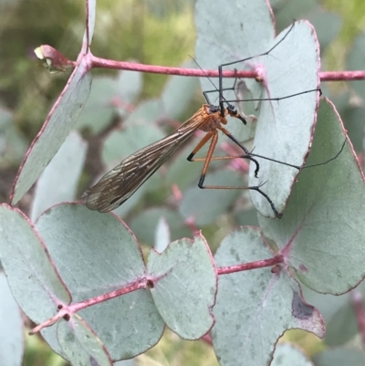 Harpobittacus australis (Hangingfly) at Namadgi National Park - 23 Nov 2021 by BrianH