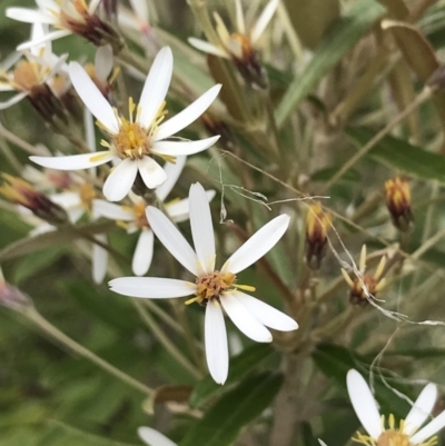 Olearia erubescens (Silky Daisybush) at Cotter River, ACT - 23 Nov 2021 by BrianH