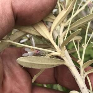 Olearia erubescens at Cotter River, ACT - 23 Nov 2021