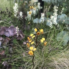 Diuris semilunulata (Late Leopard Orchid) at Namadgi National Park - 23 Nov 2021 by BrianH