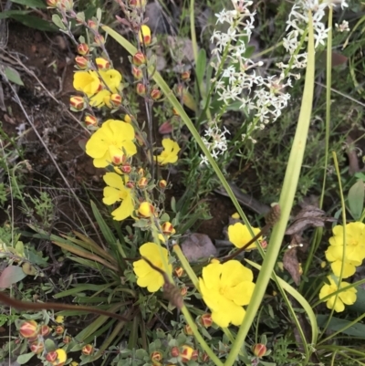 Hibbertia obtusifolia (Grey Guinea-flower) at Namadgi National Park - 23 Nov 2021 by BrianH