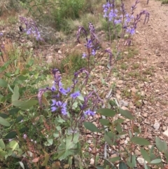 Veronica perfoliata (Digger's Speedwell) at Cotter River, ACT - 23 Nov 2021 by BrianH