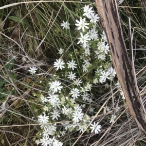 Stellaria pungens at Cotter River, ACT - 23 Nov 2021 04:42 PM