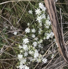 Stellaria pungens (Prickly Starwort) at Cotter River, ACT - 23 Nov 2021 by BrianH