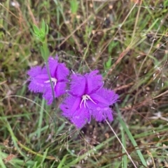 Thysanotus tuberosus (Common Fringe-lily) at Throsby, ACT - 19 Nov 2021 by LaurenBrown