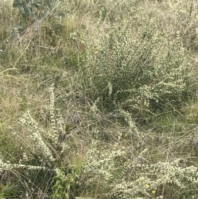 Discaria pubescens (Australian Anchor Plant) at Namadgi National Park - 23 Nov 2021 by BrianH