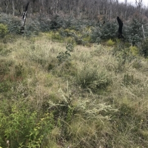 Discaria pubescens at Cotter River, ACT - 23 Nov 2021