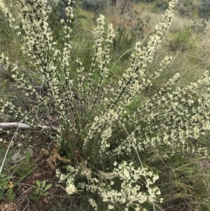 Discaria pubescens at Cotter River, ACT - 23 Nov 2021