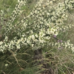 Discaria pubescens at Cotter River, ACT - 23 Nov 2021