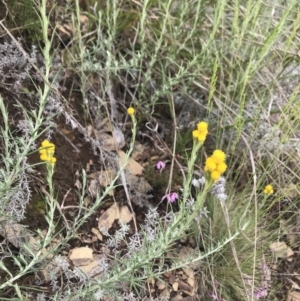 Chrysocephalum semipapposum at Cotter River, ACT - 23 Nov 2021