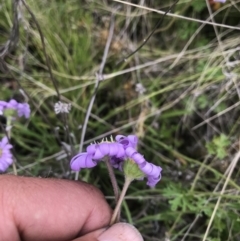 Calotis scabiosifolia var. integrifolia (Rough Burr-daisy) at Namadgi National Park - 23 Nov 2021 by BrianH