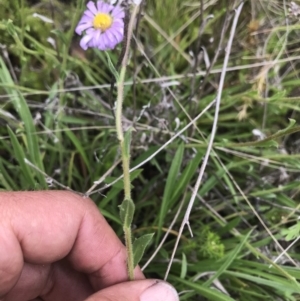 Calotis scabiosifolia var. integrifolia at Cotter River, ACT - 23 Nov 2021