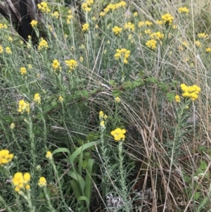 Chrysocephalum semipapposum at Cotter River, ACT - 23 Nov 2021