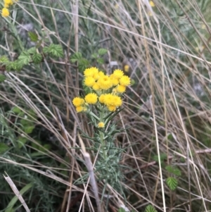 Chrysocephalum semipapposum at Cotter River, ACT - 23 Nov 2021