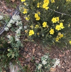 Gompholobium huegelii (Pale Wedge Pea) at Namadgi National Park - 23 Nov 2021 by BrianH